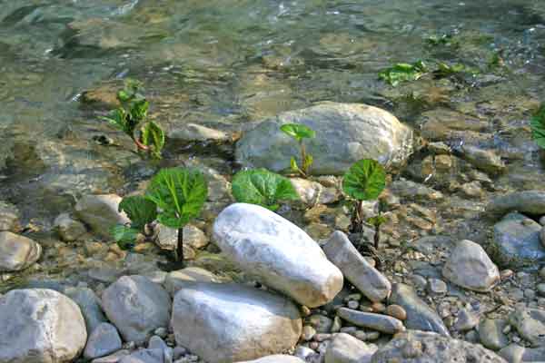 Pianta acquatica